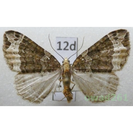 Ecliptopera capitata (Herrich-Schäffer, 1839) Czech12d